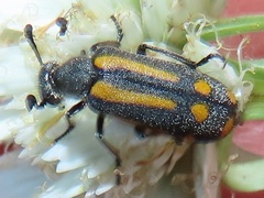 Ceroctis trifurca