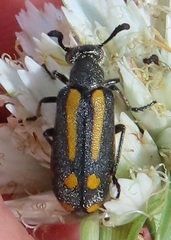 Ceroctis trifurca