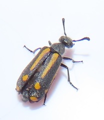 Ceroctis trifurca