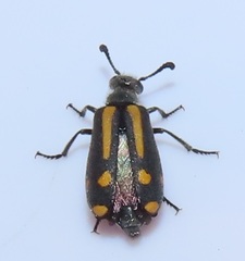 Ceroctis trifurca