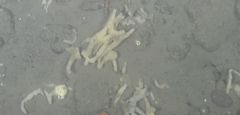 Homaxinella amphispicula