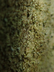 Chaenotheca brachypoda