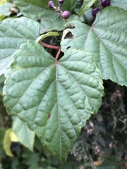 Ampelopsis glandulosa