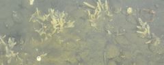 Homaxinella amphispicula