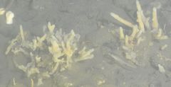 Homaxinella amphispicula