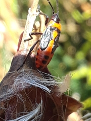 Oncopeltus fasciatus