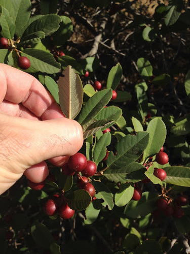 Frangula californica