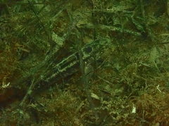 Gobius ophiocephalus