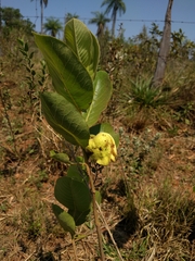 Annona dioica