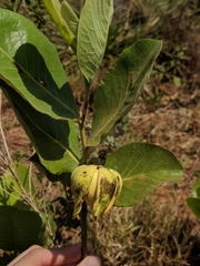 Annona dioica
