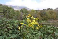 Jacobaea grandidentata