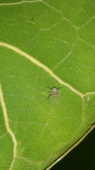 Cheiracanthium