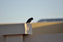 Acridotheres tristis