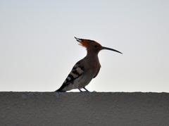 Upupa epops