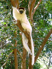 Propithecus verreauxi
