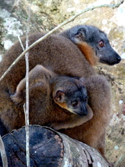 Eulemur collaris