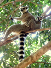 Lemur catta
