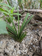 Sparganium erectum