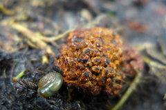 Aegopinella nitidula