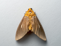 Asota producta