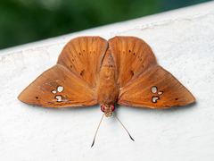Capila phanaeus
