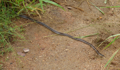 Coelognathus helena