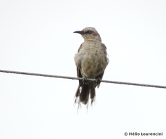Mimus saturninus