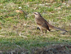 Mimus saturninus