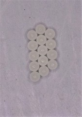 Pachycorinae