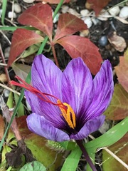 Crocus sativus