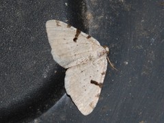 Macaria subcessaria
