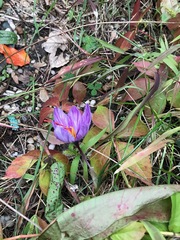 Crocus sativus