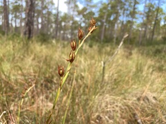Cladium mariscoides