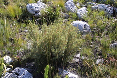 Grubbia tomentosa