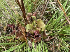 Sarracenia purpurea venosa