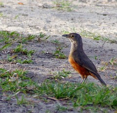 Turdus rufiventris