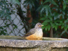 Turdus rufiventris