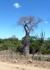 Adansonia