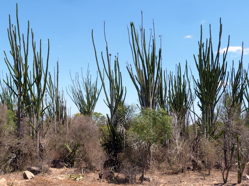 Madagascar Ocotillo