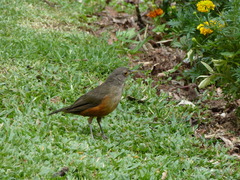 Turdus rufiventris