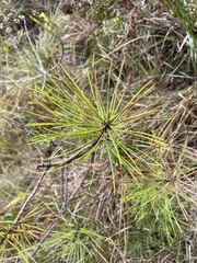 Pinus serotina