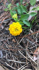 Lantana × hybrida
