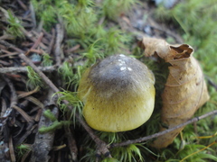Tricholoma