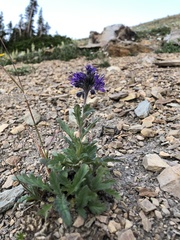 Phacelia lyallii