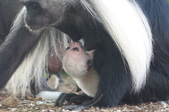 Colobus angolensis palliatus
