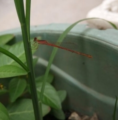 Agriocnemis pygmaea