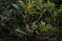 Sideroxylon wightianum