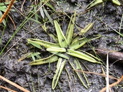 Pinguicula caerulea