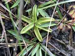Pinguicula caerulea