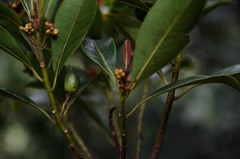 Sideroxylon wightianum